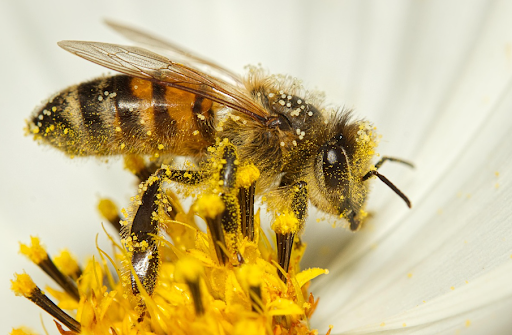 What's Up With All the Pollen?