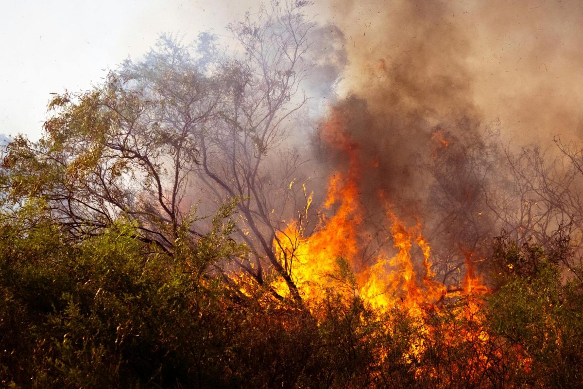 A Forest Fire
